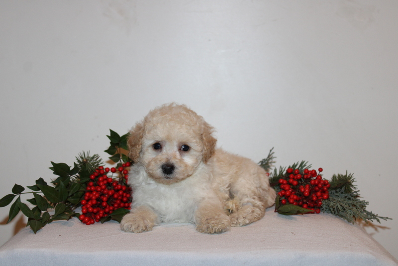 puppy, for, sale, Toy Poodle, Matthew B. Stoltzfus, dog, breeder, Gap, PA, dog-breeder, puppy-for-sale, forsale, nearby, find, puppyfind, locator, puppylocator, aca